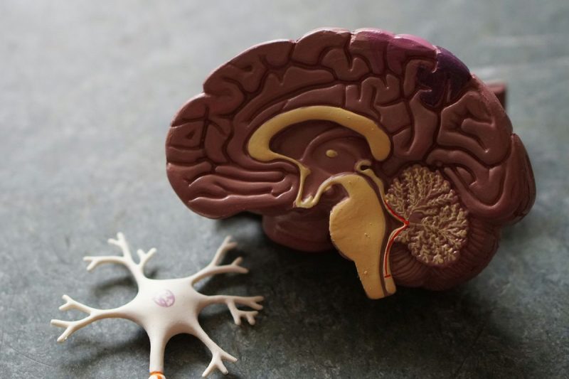 <strong>Lithium, a naturally occurring trace element in the brain, may be able to unlock a key medical mystery: why some people develop Alzheimer’s disease and others don’t, despite similar brain changes.</strong>
In a recently published study, scientists at Harvard Medical School state that lithium not only exists in the human brain at biologically meaningful levels, but also appears to protect against neurodegeneration.
Additionally, their work shows that lithium supports the function of all major brain cell types.
The decade-long study drew on mouse experiments and analyses of human brain and blood samples across the spectrum of cognitive health. The Harvard team discovered that as amyloid beta, the sticky protein associated with Alzheimer’s, begins to accumulate, it binds to lithium and depletes its availability in the brain. This drop in lithium impairs neurons, glial cells and other brain structures, accelerating memory loss and disease progression.
“The idea that lithium deficiency could be a cause of Alzheimer’s disease is new and suggests a different therapeutic approach,” said Bruce Yankner, who is the senior author of the study. 
Yankner, a professor of genetics and neurology at Harvard Medical School who in the 1990s was the first to show that amyloid beta is toxic to nerve cells, said the new findings open the door to treatments that address the disease in its entirety, rather than targeting single features like amyloid plaques or tau tangles.
To explore this possibility, researchers screened for lithium compounds that could evade capture by amyloid beta. 
They identified lithium orotate as the most promising candidate. In mice, the compound reversed Alzheimer’s-like brain changes, prevented cell damage and restored memory, even in animals with advanced disease. 
Crucially, the effective dose was about one-thousandth of that used in psychiatric treatments, avoiding the toxicity risk that has hampered lithium’s clinical use in older patients.
“You have to be careful about extrapolating from mouse models, and you never know until you try it in a controlled human clinical trial,” Yankner cautioned. “But so far the results are very encouraging.”
The path to these findings began with access to an unusually rich source of brain tissue. 
Working with the Rush Memory and Aging Project in Chicago, the team examined postmortem samples from thousands of donors, from cognitively healthy individuals to those with mild cognitive impairment and full-blown Alzheimer’s. 
Using advanced mass spectrometry, they measured trace levels of about 30 metals. Lithium stood out as the only one whose levels dropped sharply at the earliest stages of memory loss.
The pattern matched earlier population studies linking higher environmental lithium levels, including in drinking water, to lower dementia rates. But unlike those correlations, the Harvard team directly measured brain lithium and established a normal range for healthy individuals who had never taken lithium as medication.
“Lithium turns out to be like other nutrients we get from the environment, such as iron and vitamin C,” Yankner said. “It’s the first time anyone’s shown that lithium exists at a natural level that’s biologically meaningful without giving it as a drug.” 
To test whether this deficiency was more than an association, the researchers fed healthy mice a lithium-restricted diet, lowering brain lithium to levels seen in Alzheimer’s patients. 
The animals developed brain inflammation, lost connections between neurons and showed cognitive decline; however, replenishing them with lithium orotate reversed these changes. What’s more, mice given the compound from early adulthood were protected from developing Alzheimer’s-like symptoms altogether.
The findings raise several possibilities. Measuring lithium levels in blood could become a tool for early screening, identifying people at risk before symptoms emerge. Furthermore, amyloid-evading lithium compounds could be tested as preventive or therapeutic agents, potentially altering the disease course more fundamentally than existing drugs.
For now, researchers stress that no one should self-medicate with lithium supplements. 
The team emphasized that the safety and efficacy of lithium orotate in humans remain unproven, and clinical trials will be needed to determine whether the dramatic benefits seen in mice translate to people.
<strong>Securities Disclosure: I, Giann Liguid, hold no direct investment interest in any company mentioned in this article.</strong>
This post appeared first on investingnews.com